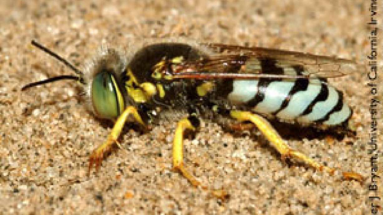 Wasp Population Going Down In The Intermountain West