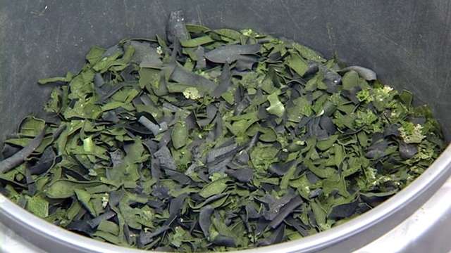 Once oil is extracted from the algae, the remaining organic material might be sold for animal feed, plastics or fertilizer