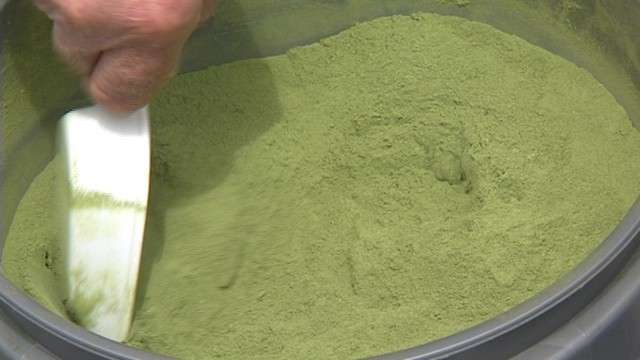 The algae is milled it into a fine green powder before its oil is extracted.