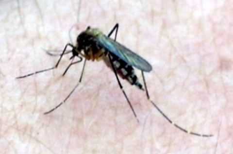 Join the fight to stop the bite