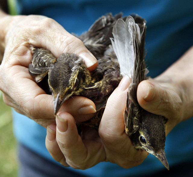 Priscilla Todd found two immature robins that are joined at the wing. She hopes someone will provide a solution to help them survive. (Photo: Ravell Call, Deseret News)