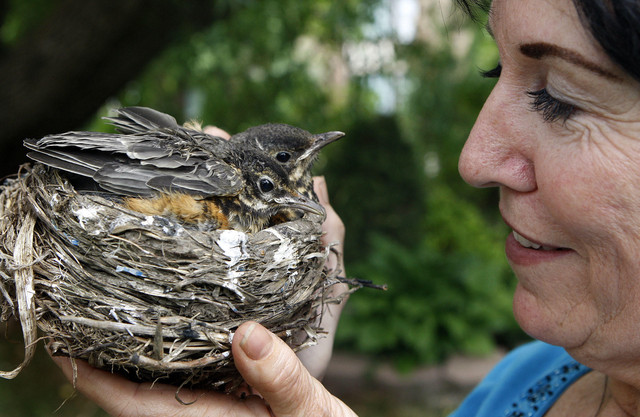 Priscilla Todd of Centerville found two immature robins that are joined at the wing.