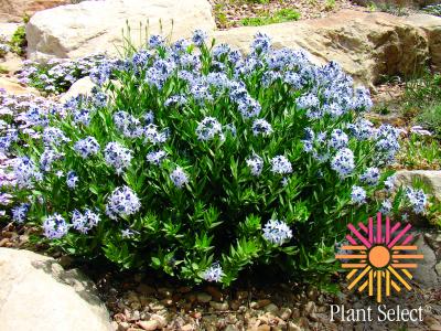 2011 SELECTIONS ANNOUNCED BY PLANT SELECT