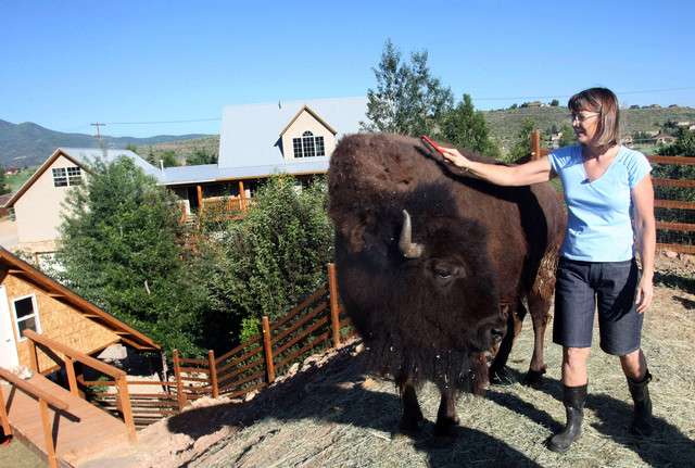 Raette Belcher brushes Miss Billy, a pet buffalo, outside of her Park City home.