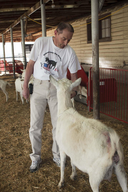 Utah State University professor Randy Lewis feeds a goat at USU's research farm in Logan. The goats were bred with two spider genes to produce two key proteins used to make spider silk. Those proteins are then harvested through the goat's milk. Lewis is trying to find commercial applications for spider silk, which is stronger than steel and more flexible. Spider silk can be used to replace damaged tendons and ligaments in patients, or used to make stronger and safer parachutes for soldiers. (Photo: Utah State University)