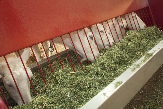 USU goats may be key to one of the strongest known substances