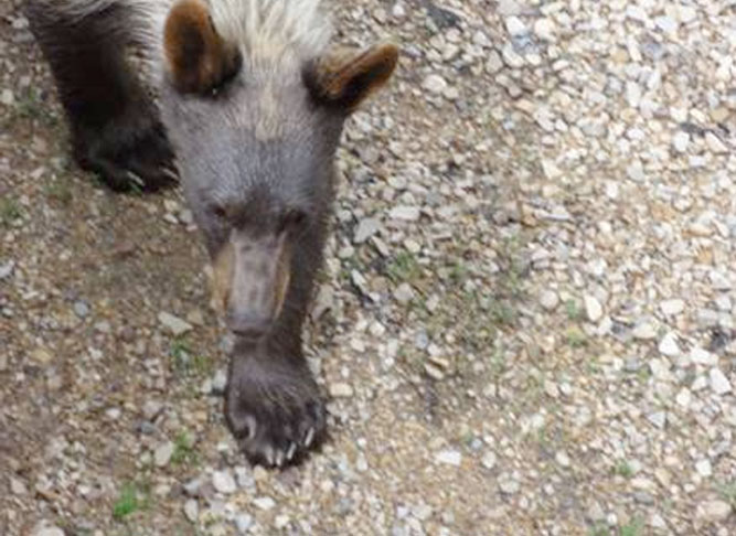Ashley forest rangers warn of bear sightings