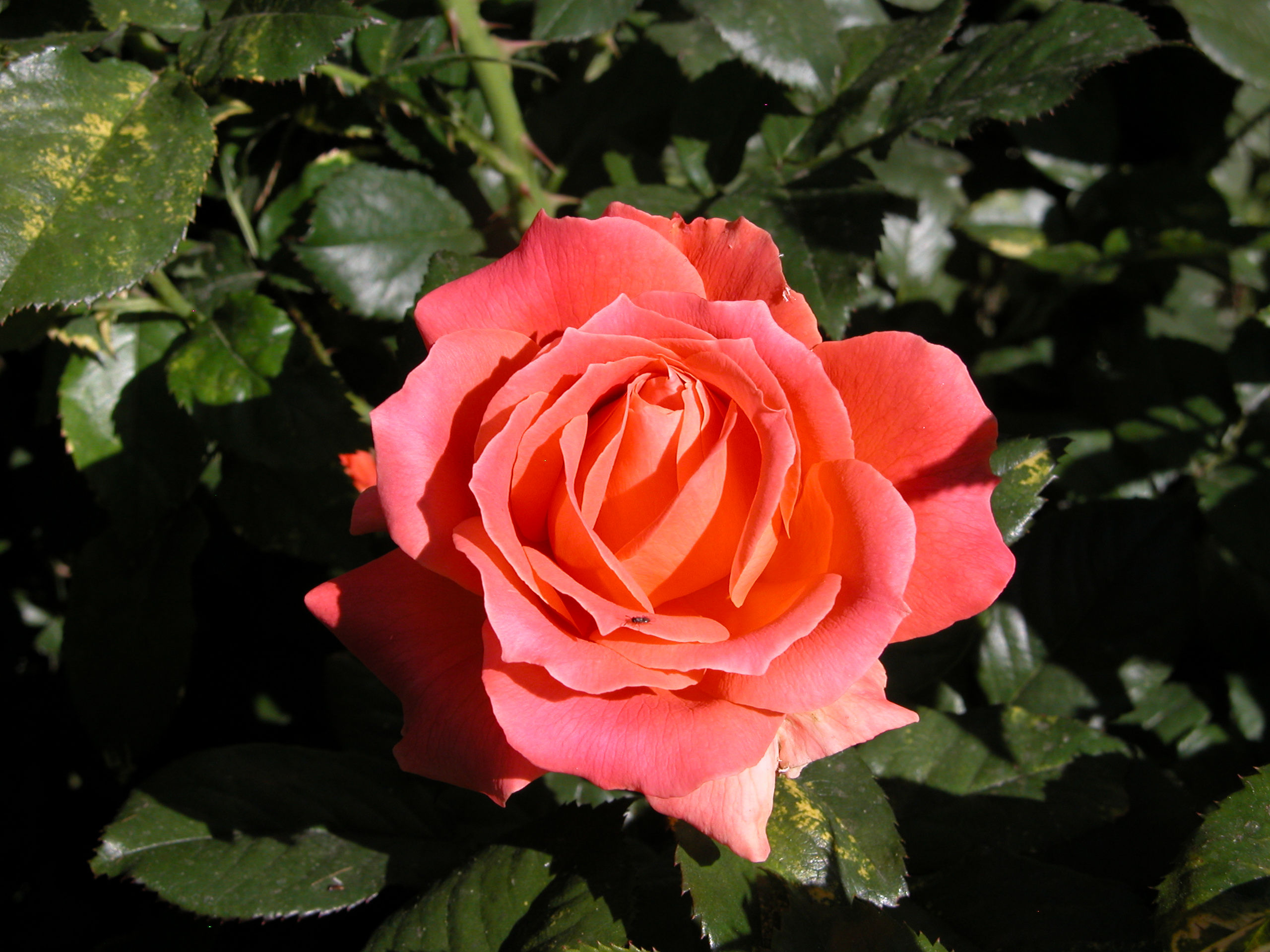 Timely tips from the Utah Rose Society 