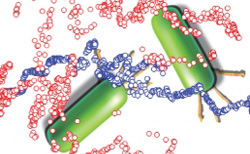 Study: Bacteria use grappling hook to slingshot around