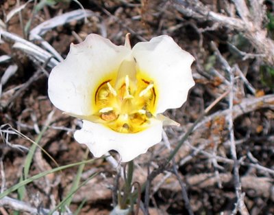 Native Plants Helped Sustain Early Utah Pioneers