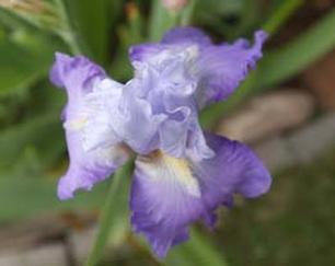 For Your Garden, The Iris Is Just Right