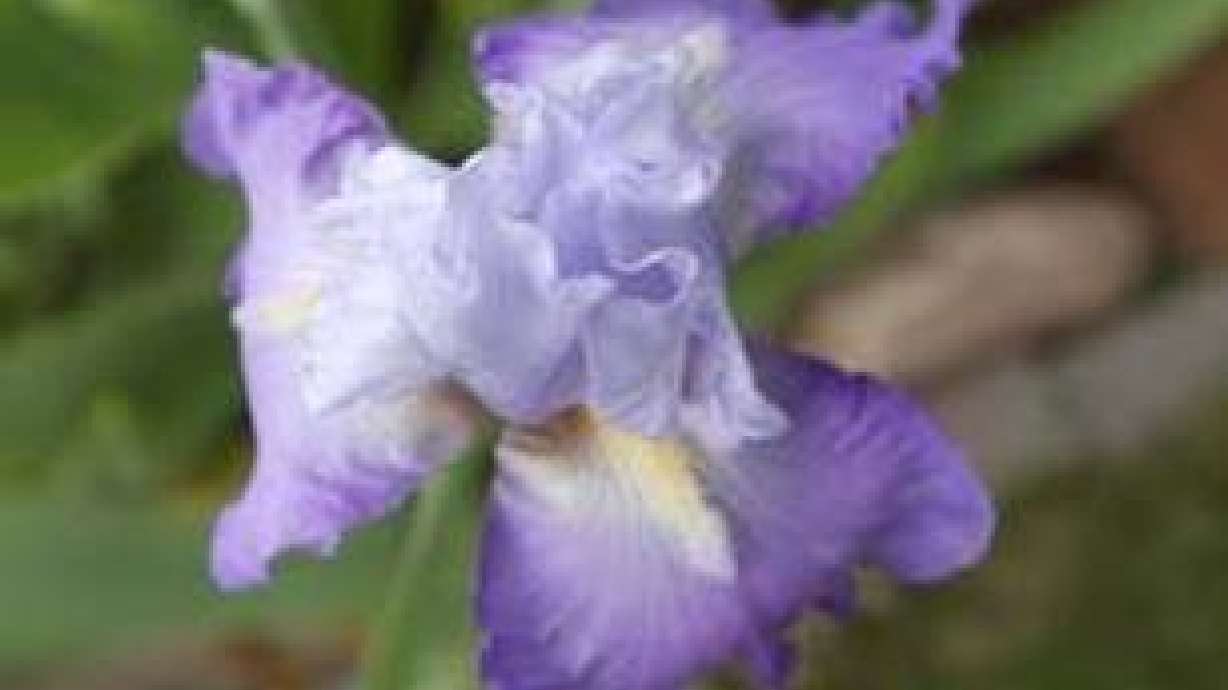 For Your Garden, The Iris Is Just Right
