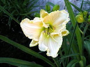 Day Lilies Adapt Well To Utah's Climate