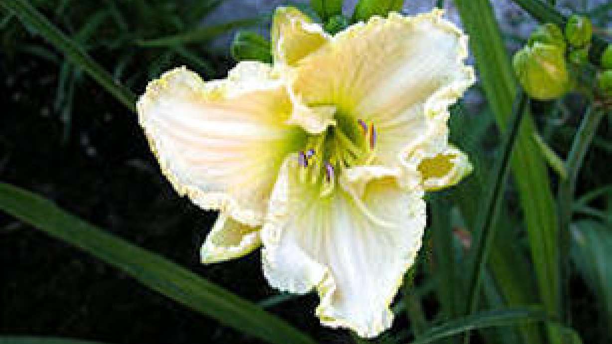 Day Lilies Adapt Well To Utah's Climate