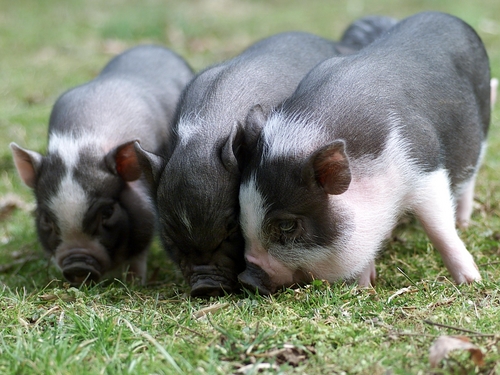 Utah woman fights to have potbelly pig as pet
