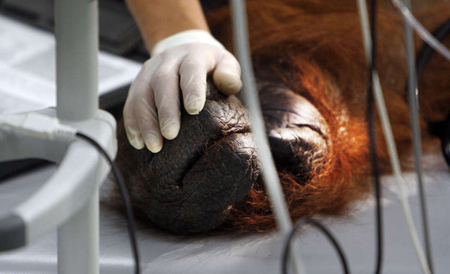 See more pictures of the surgery in our photo gallery.