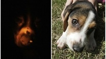 Mad Scientists Have Created a Glow in the Dark Dog [Wtf]