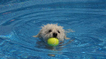 Use a Tennis Ball to Keep a Swimming Pool Cleaner [Clever Uses]