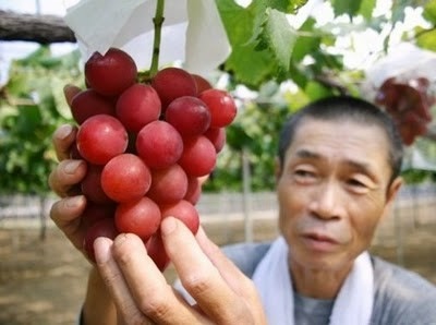 Single Bunch Of Japanese Grapes Sold For $6,400 [Headlines]