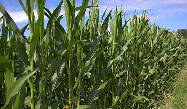 3 things you need to know about biofuels