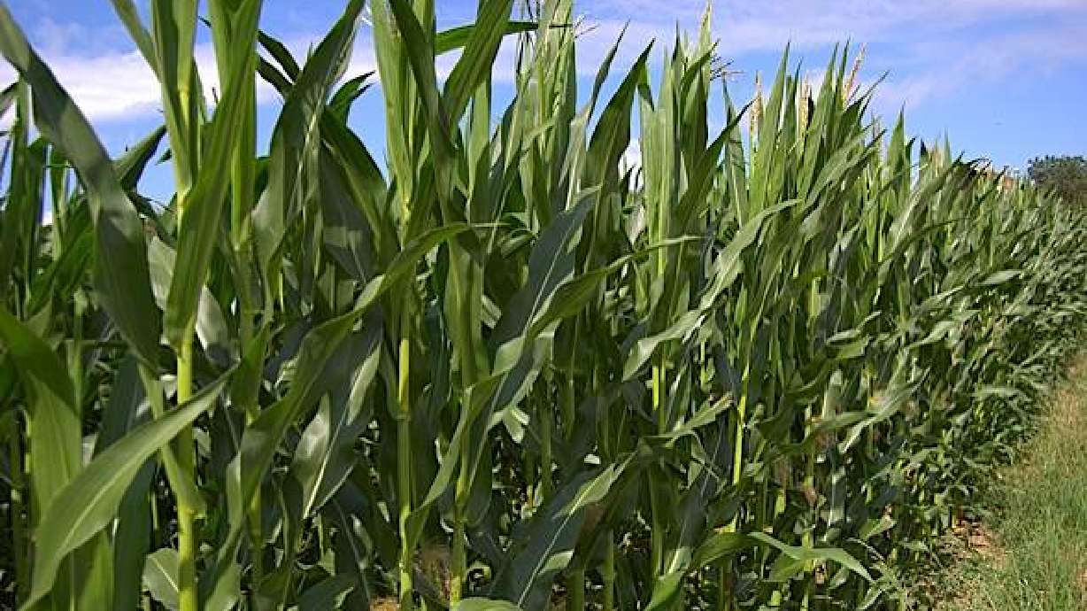 3 things you need to know about biofuels