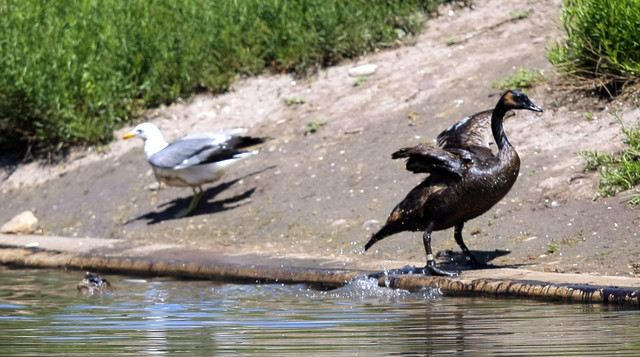 Chevron oil spill price tag: $75 million and counting