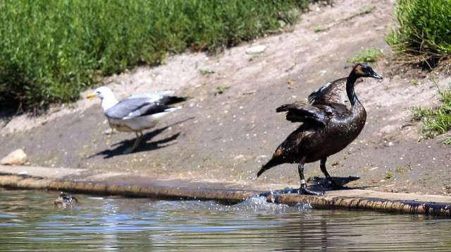 Chevron oil spill price tag: $75 million and counting