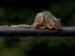 Squirrels Do 17% Of The Damage To Fiber Optic Networks