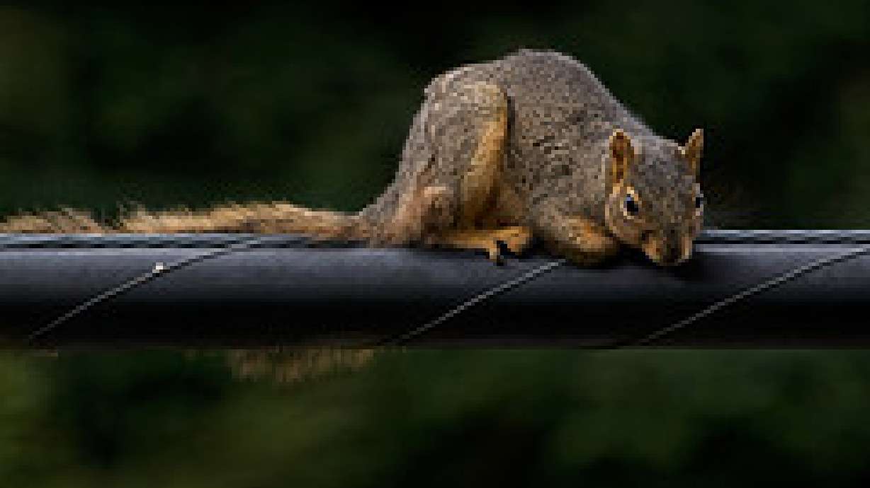 Squirrels Do 17% Of The Damage To Fiber Optic Networks