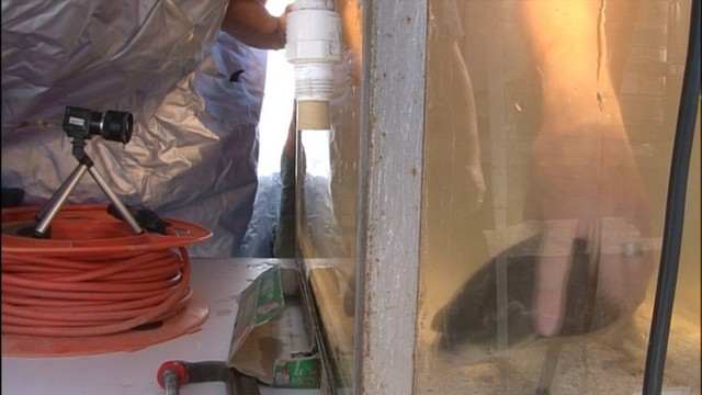 The June sucker, native only to Utah Lake, is under threat from invasive species.