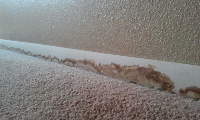 Mold in your manor: What is it and how do you get rid of it?