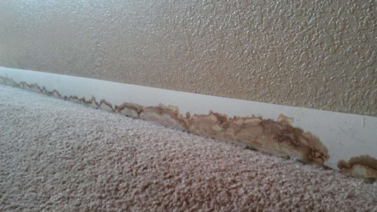 Mold in your manor: What is it and how do you get rid of it?