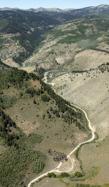 Herders move cattle from lower early summer pastures to higher late summer pastures on a dirt road off the main Logan Canyon highway Wednesday, Aug. 31, 2011. More than 1,400 cattle were being moved up the highway in groups of 200 to 300 over a three-day period. (Photo: Ravell Call, Deseret News)