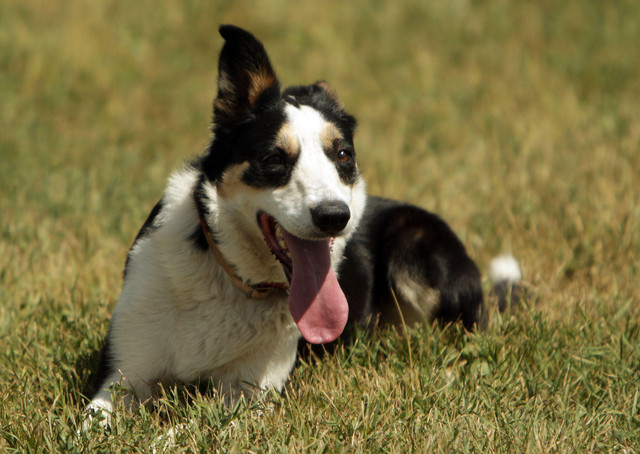 Ike, a sheep herding dog, waits for a command during a demonstration at Soldier Holllow in Midway Wednesday, Aug. 31, 2011. The upcoming Soldier Hollow Classic features the top herding dogs nationally and internationally.