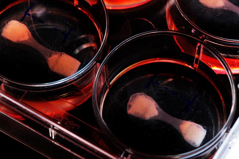 Artificially grown meat more and more a possibility