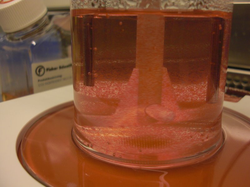 Muscle cells grow in media culture, the nutrient 
bath that helps them form and multiply.