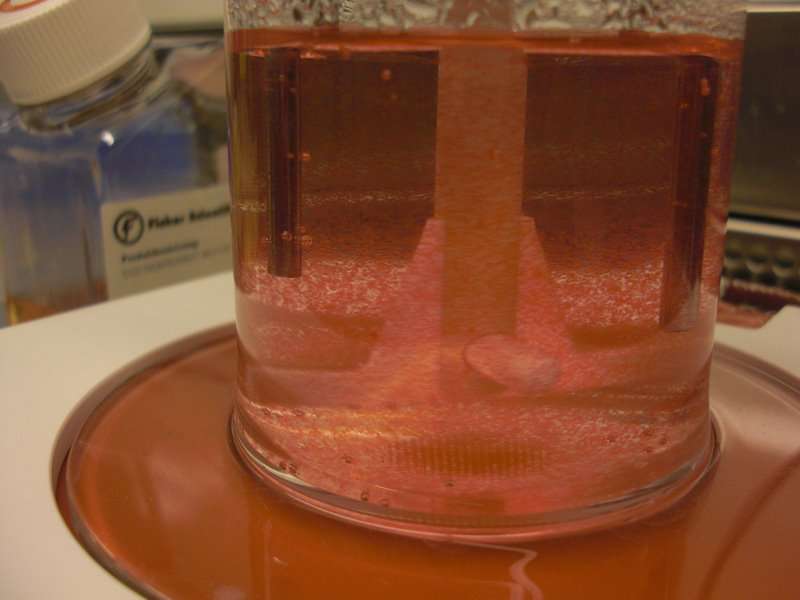 Muscle cells grow in media culture, the nutrient
bath that helps them form and multiply.