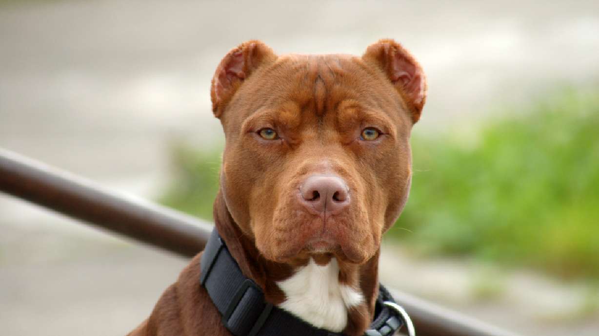 Teen bit by dog while protecting younger brother, police say