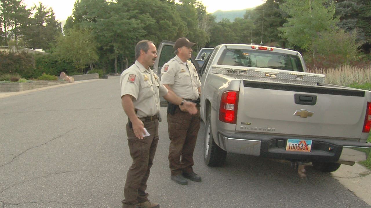 Police sighted the cougar early Wednesday morning.