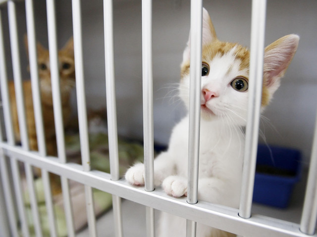 A kitten peers out of its cage at a Utah animal hospital on Sept. 12, 2011. Another effort to end the use of gas chamber animal euthanasia in Utah — one of the few states that still uses it — is stalled in the Utah Legislature as an animal advocacy director says those who oppose the bill have not followed through on promises to work together.