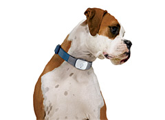Find Your Lost Furry Friends With A GPS Collar That Tracks Your Missing Pet