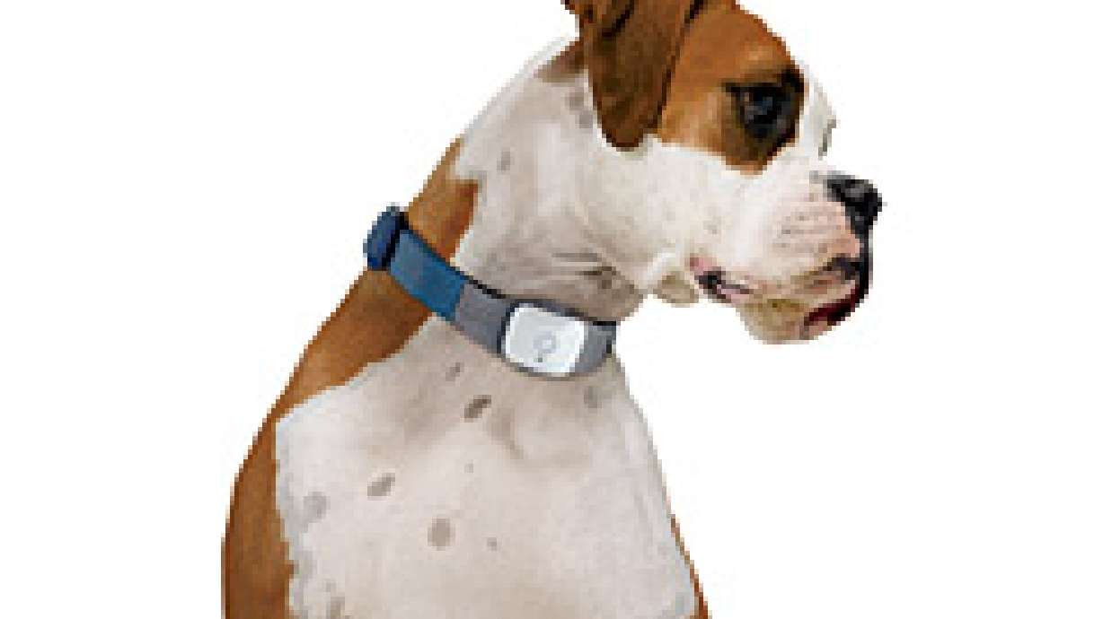 Find Your Lost Furry Friends With A GPS Collar That Tracks Your Missing Pet