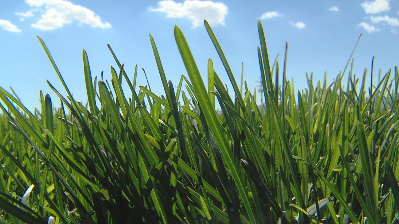 New grass is green in more ways than one