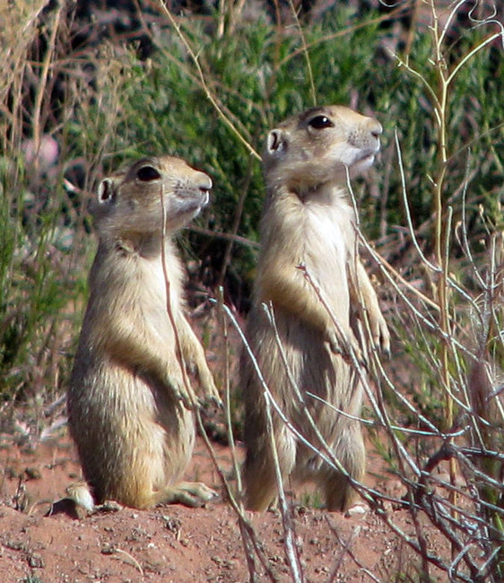 Utah congressmen seek to rid rural airports of prairie dogs