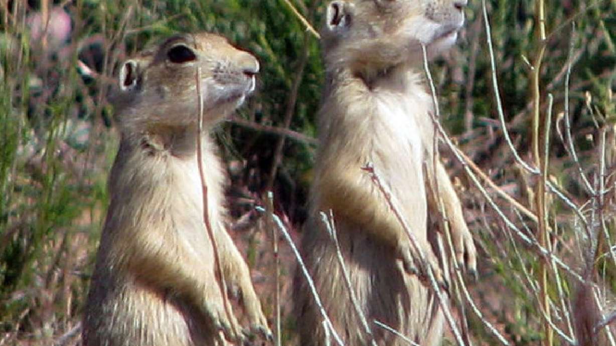 Utah congressmen seek to rid rural airports of prairie dogs