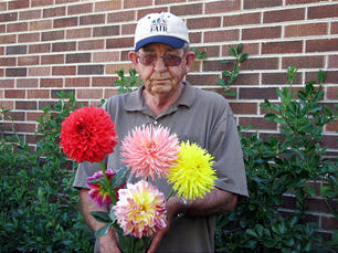 Dazzling, delightful and dependable dahlias