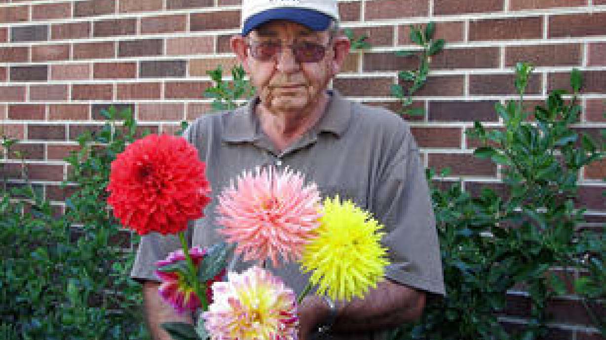 Dazzling, delightful and dependable dahlias