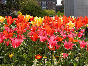Now's the time to start planning for spring flower beds