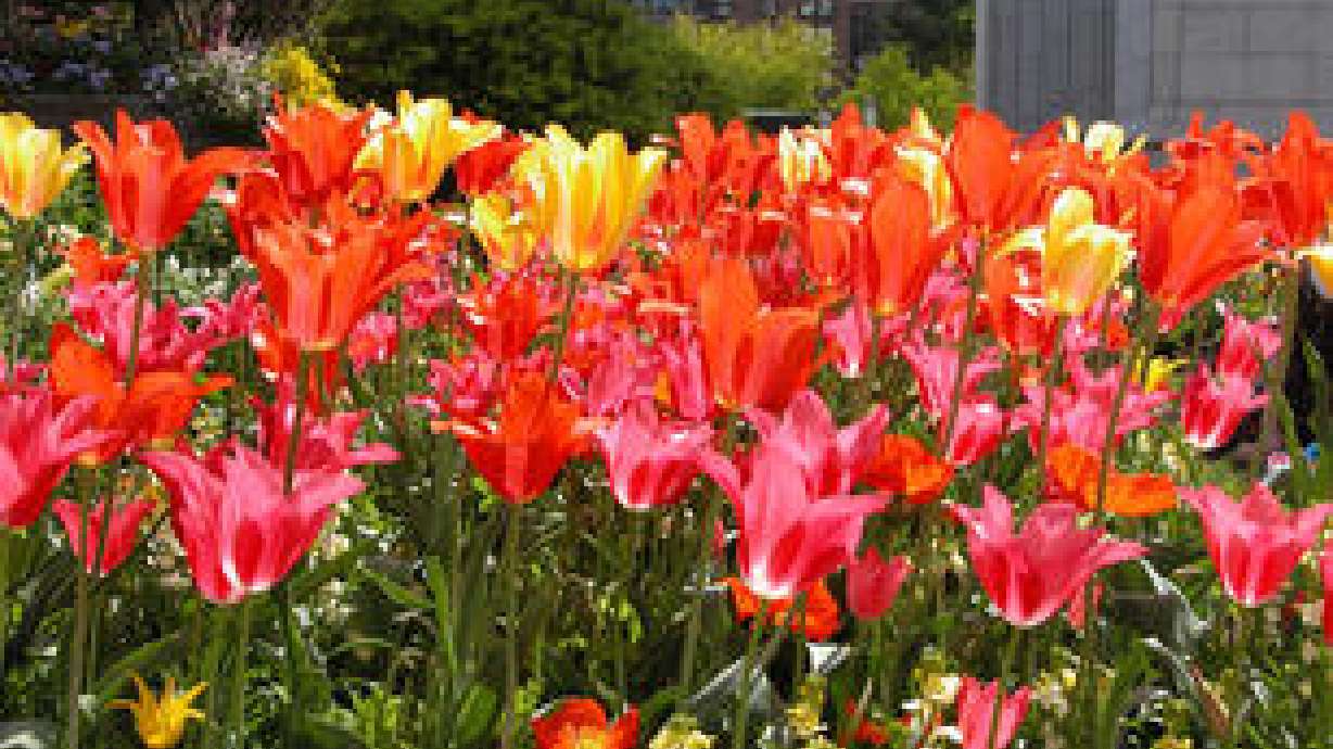Now's the time to start planning for spring flower beds