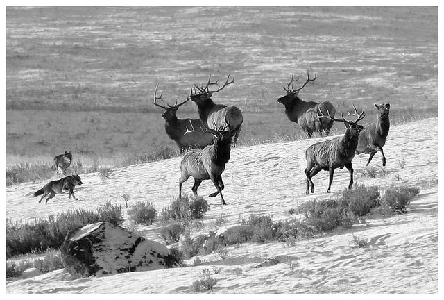 Yellowstone Wolf Project research may help ranchers protect livestock